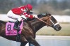 racehorse