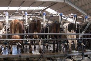 Milking cows with IoT