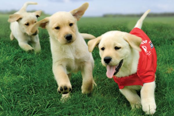 Three cute puppies in training as guide dogs play follow the leader with the lead puppy wearing a Blind & Low Vision New Zealand red jacket