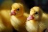 Lemon Duck Malware targeting manufacturers