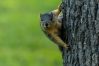 Secret squirrels