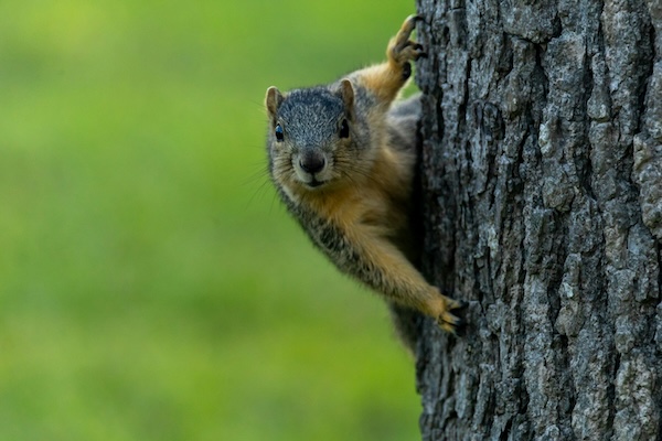 NZ secret squirrel data gets new home in spy data centre