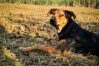 Farm dog