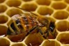 Abel bee