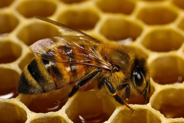 Abel bee