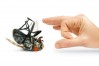 MYOB_Adams Pest Control