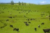 Abel_GMP_Dairy
