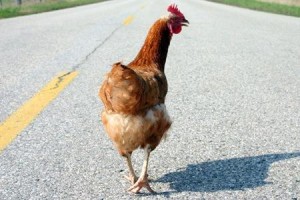 Tegal chicken
