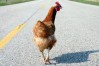Tegal chicken
