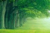 green supply chain