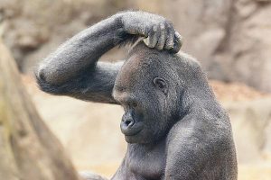 Half_intelligent_gorilla_zebra
