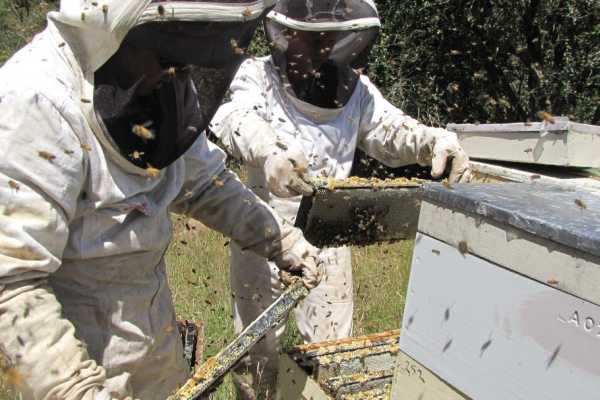 Digitisation for beekeepers